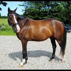 Anglo Araber (AA) Østergaards casiro