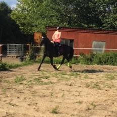 Anden særlig race Frejse (Freja) solgt