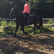 Anden særlig race Frejse (Freja) solgt