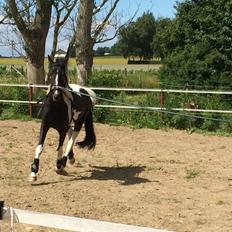 Barockpferd Jumanji af bjørholm <3 solgt<3