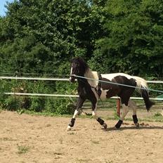 Barockpferd Jumanji af bjørholm <3 solgt<3