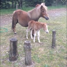 Shetlænder Lasse <3