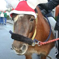 Shetlænder Ovesgårdsmindes Agathe (bliver kaldt Gamle)