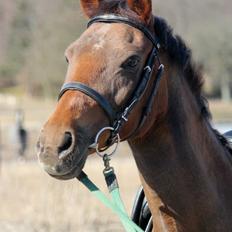 New Forest Jordy<3