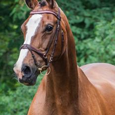 Dansk Varmblod My Choice