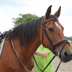 Anden særlig race Bacardi (The Lady <3)