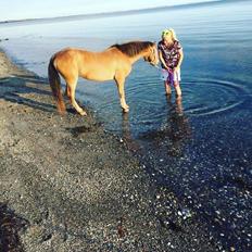 Anden særlig race Scania *AFLIVET*