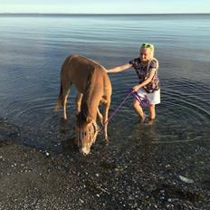 Anden særlig race Scania *AFLIVET*