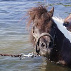 Shetlænder NH Jenny
