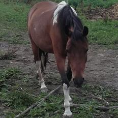 Pinto Ovenbygaards Mallard
