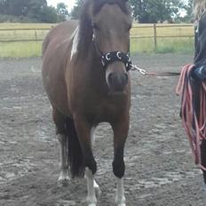 Pinto Ovenbygaards Mallard