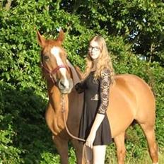 Dansk Varmblod Arizona