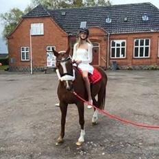 Dansk Varmblod Arizona