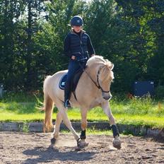 Fjordhest Mosegårdens ikaros