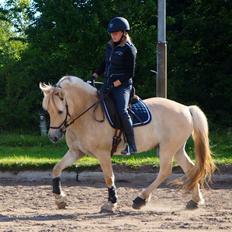 Fjordhest Mosegårdens ikaros