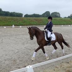 Dansk Varmblod Olympic Fire
