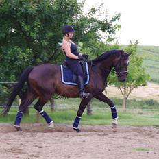 Dansk Varmblod Baunehøjens Fürst Flügger