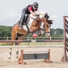 Anden særlig race Felix (springer på)