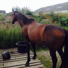 Anden særlig race Cypresgårdens Celina