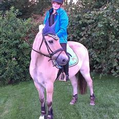 Fjordhest Micky (penti)