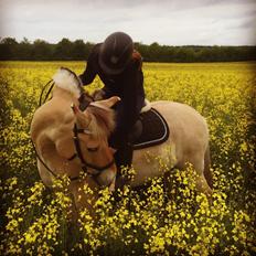 Fjordhest Micky (penti)