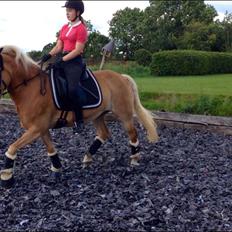 Haflinger Kløv's paxi