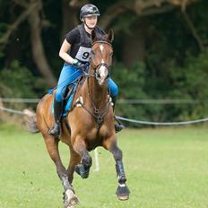Dansk Varmblod Gørklintgårds Lerato