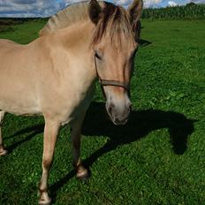 Fjordhest Fjordens Maja