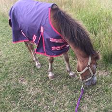 Anden særlig race Scania *AFLIVET*