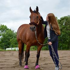 Anden særlig race Linka