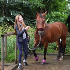 Anden særlig race Linka