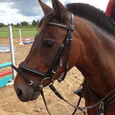 Anden særlig race Malou