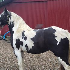 Irish Cob Gerda