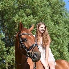 Dansk Varmblod Lorenz - Elmbo