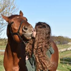 Dansk Varmblod Lorenz - Elmbo