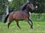 Trakehner Primula II