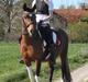 Pinto Kærsgaards Couler Lady (Lady)