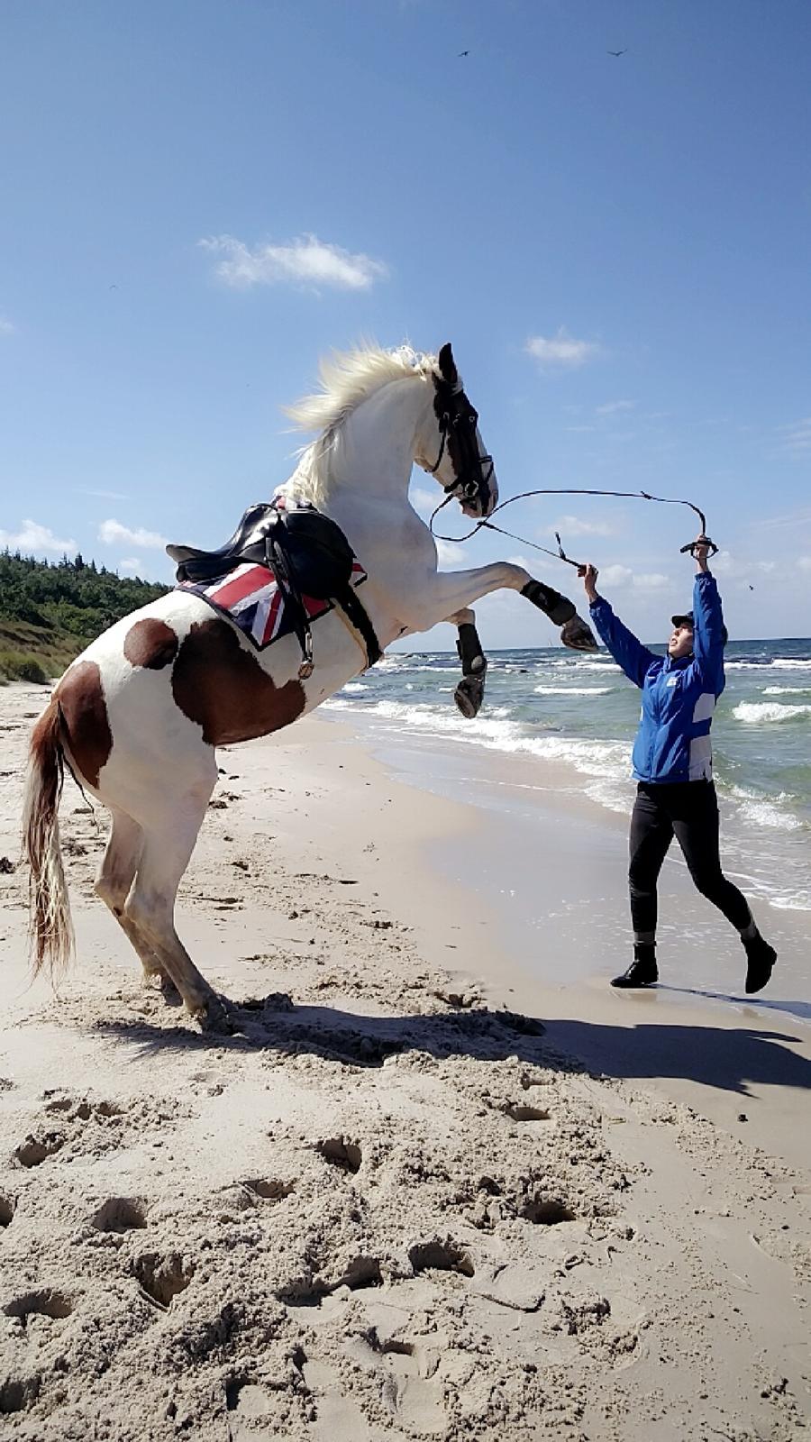 Anden særlig race Manifique billede 18