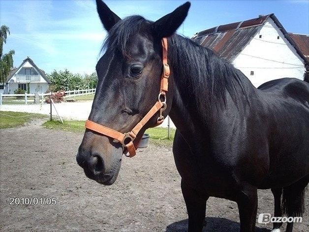 Traver ~Nathaly Prophet~ Medera (Dronningen) billede 38