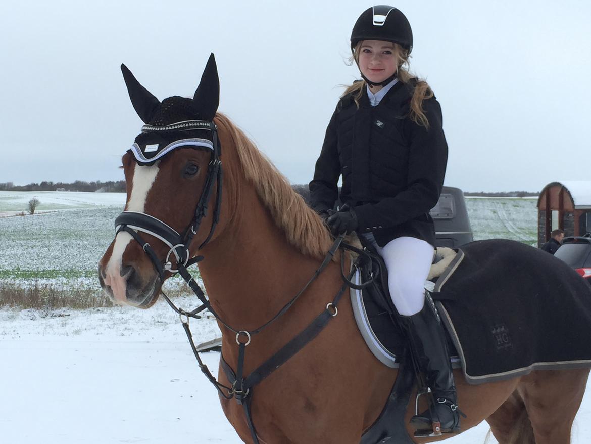 Welsh Cob (sec D) Fredsbos Twandon - Første stævne.  billede 2