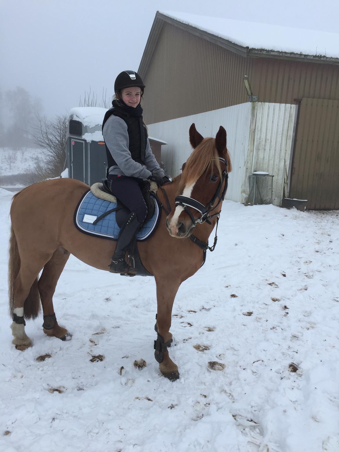 Welsh Cob (sec D) Fredsbos Twandon billede 4