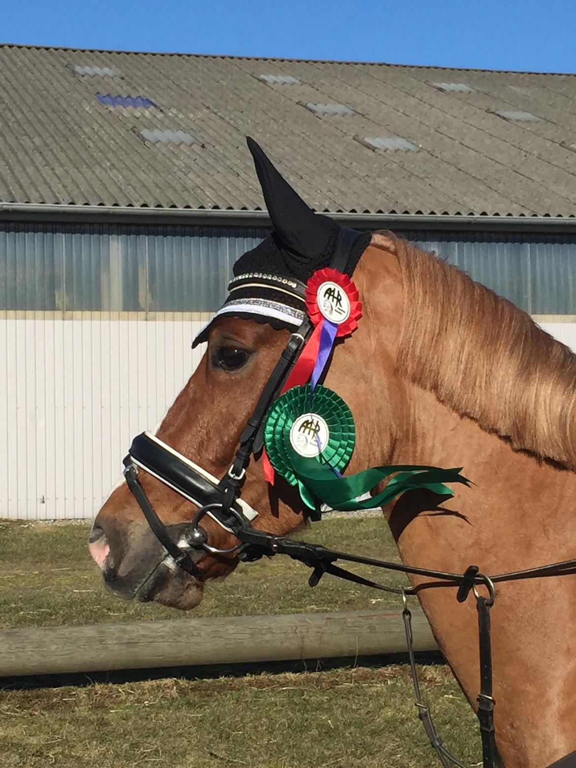 Welsh Cob (sec D) Fredsbos Twandon billede 7