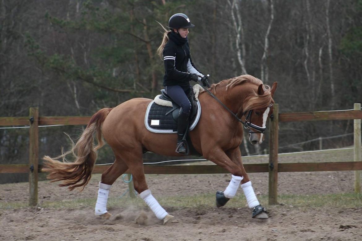 Welsh Cob (sec D) Fredsbos Twandon billede 5