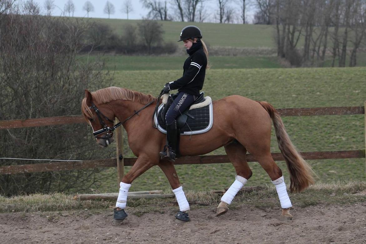 Welsh Cob (sec D) Fredsbos Twandon billede 6