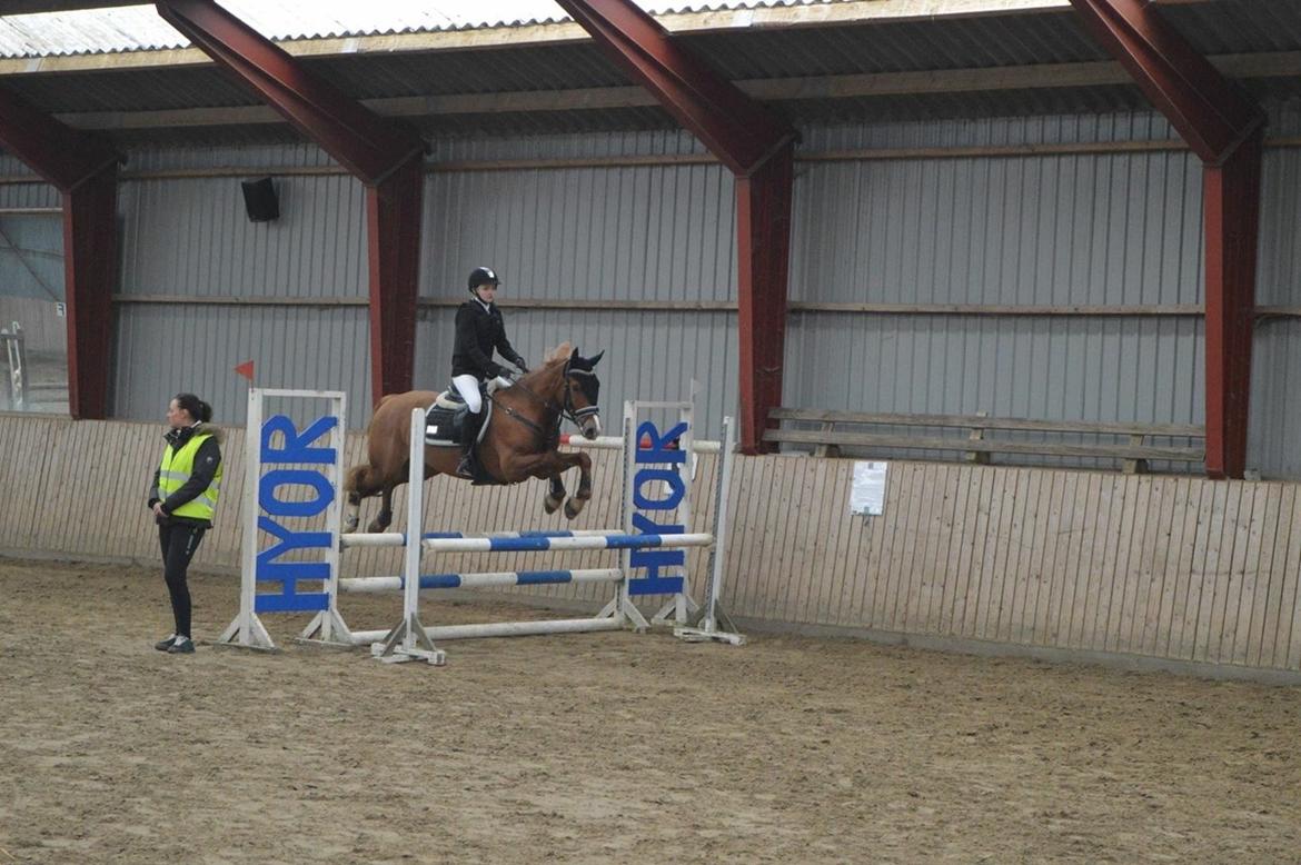 Welsh Cob (sec D) Fredsbos Twandon billede 8