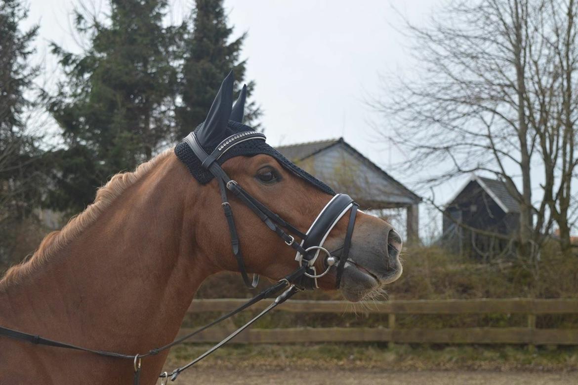 Welsh Cob (sec D) Fredsbos Twandon billede 10