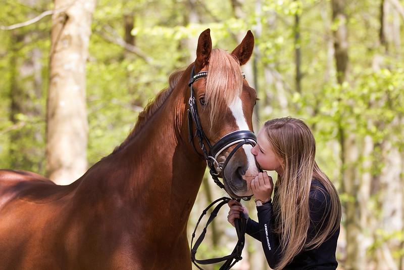 Welsh Cob (sec D) Fredsbos Twandon billede 11