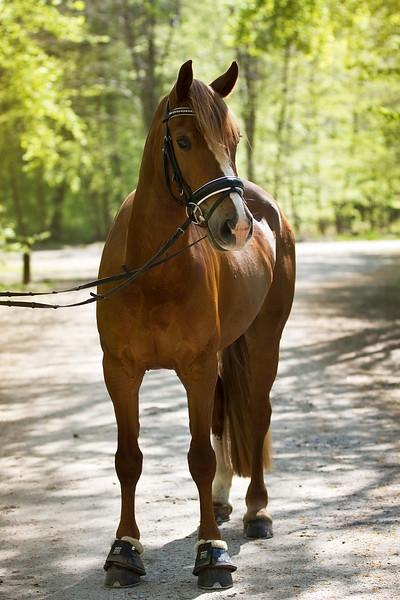 Welsh Cob (sec D) Fredsbos Twandon billede 13