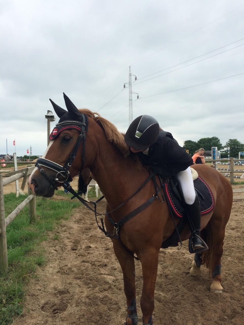 Welsh Cob (sec D) Fredsbos Twandon - Min bedste ven. billede 14