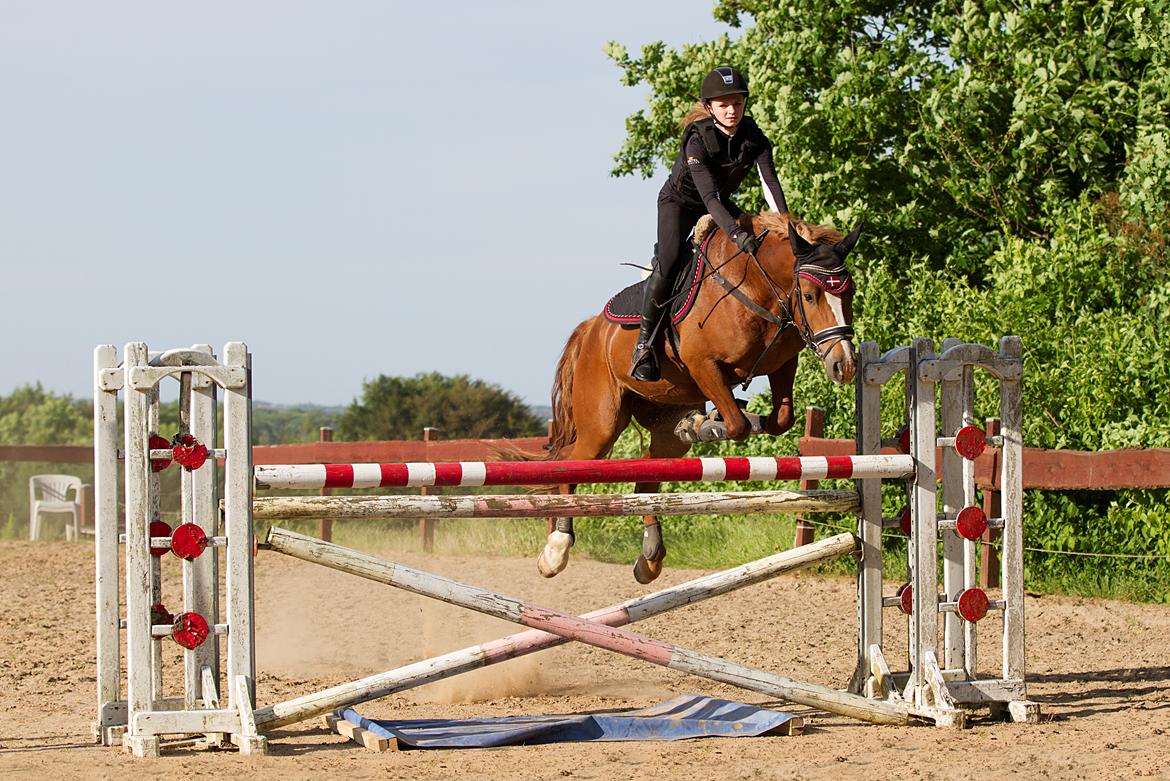 Welsh Cob (sec D) Fredsbos Twandon - Over 122 cm billede 12